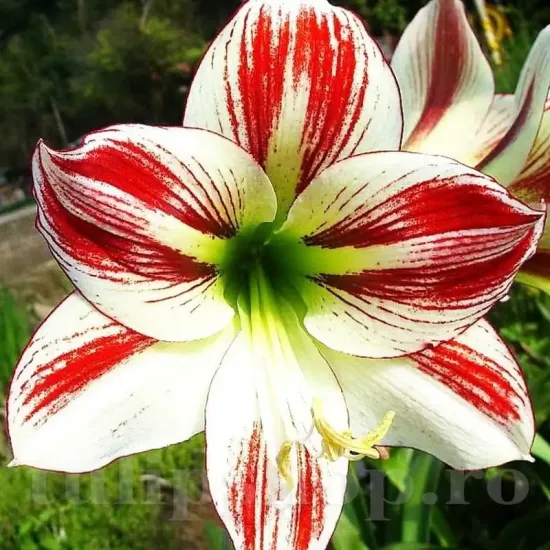 Bulbi Amaryllis Ambiance (Hipperastrum) bulbi amarillys ambiance floare ghiveci interior