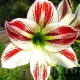 Bulbi Amaryllis Ambiance (Hipperastrum) bulbi amarillys ambiance floare ghiveci interior