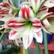 Bulbi Amaryllis Ambiance (Hipperastrum) bulbi amarillys ambiance floare interior