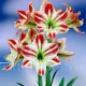 Bulbi Amaryllis Ambiance (Hipperastrum) bulbi amarillys ambiance striat