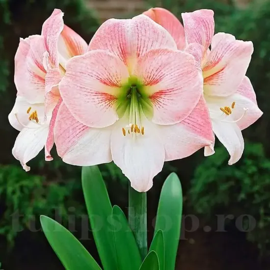bulbi amarillys apple blossom decor interior
