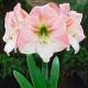 bulbi amarillys apple blossom decor interior