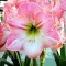 Bulbi Amaryllis Apple Blossom (Hipperastrum)