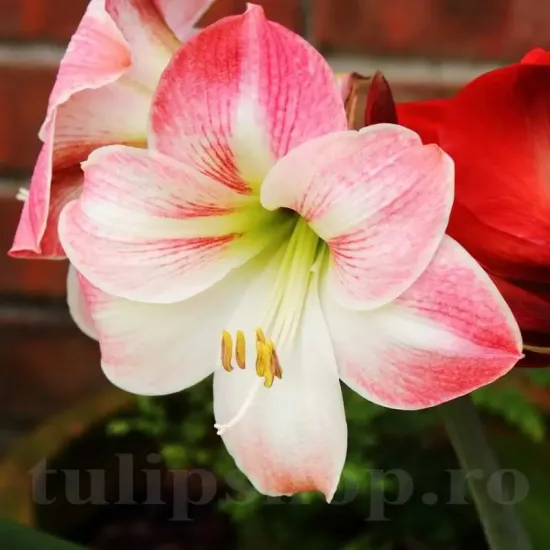 bulbi amarillys apple blossom roz alb