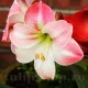 bulbi amarillys apple blossom roz alb