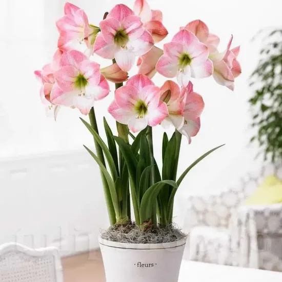 bulbi amarillys apple blossom roz pastel