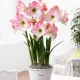 bulbi amarillys apple blossom roz pastel