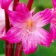 bulbi amarillys belladonna crin roz parfumat