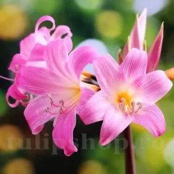Bulbi Amaryllis Belladonna (Hipperastrum)