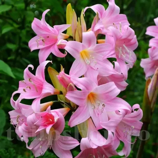 bulbi amarillys belladonna multe flori