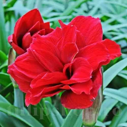 Bulbi Amaryllis Amarantia (Hipperastrum)