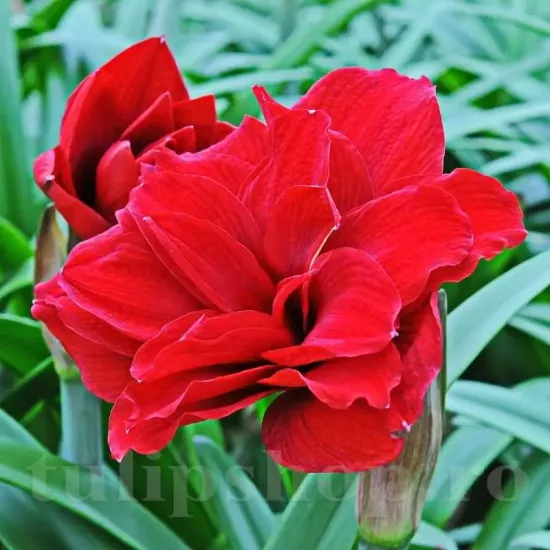 bulbi amaryllis amarantia interior tulipshop
