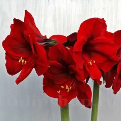 Bulbi Amaryllis Benfica (Hipperastrum)