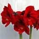 bulbi amaryllis benfica interior tulipshop