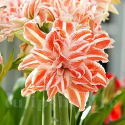 Bulbi Amaryllis Dancing Queen (Hipperastrum)