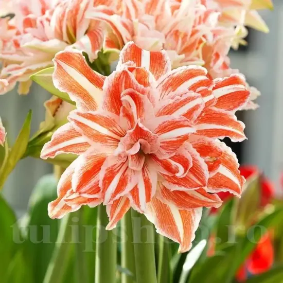 bulbi amaryllis dancing queen gradina tulipshop