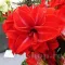 Bulbi Amaryllis Double Delicious (Hipperastrum) - Toamna