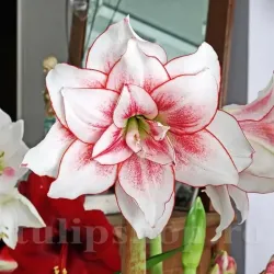 Bulbi Amaryllis Elvas (Hipperastrum)