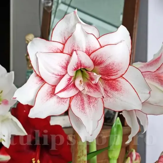 bulbi amaryllis elvas interior tulipshop