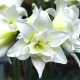 bulbi amaryllis jewel interior tulipshop