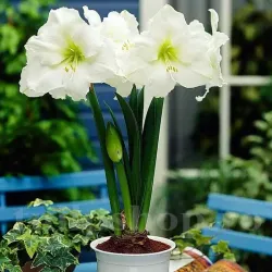 Bulbi Amaryllis Mont Blanc (Hipperastrum)