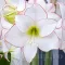 Bulbi Amaryllis Picotee (Hipperastrum) - Toamna