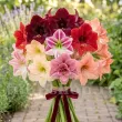 Pachet Bulbi Amaryllis Premium Mix10 (Hippeastrum) - Toamna bulbi amaryllis premium mix10 multicolor plantare toamna 110x110