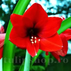 Bulbi Amaryllis Red Lion (Hipperastrum)