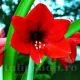 bulbi amaryllis red lion interior tulipshop