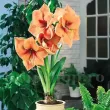 Bulbi Amaryllis Rilona (Hipperastrum) - Toamna bulbi amaryllis rilona interior tulipshop 110x110