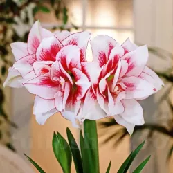Bulbi Amaryllis Elvas (Hipperastrum) - Toamna