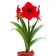 cadou bulbi amaryllis red lion craciun