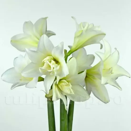 cadou craciun amaryllis jewel special