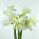 cadou craciun amaryllis jewel special