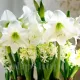 decor craciun amaryllis mont blanc alb