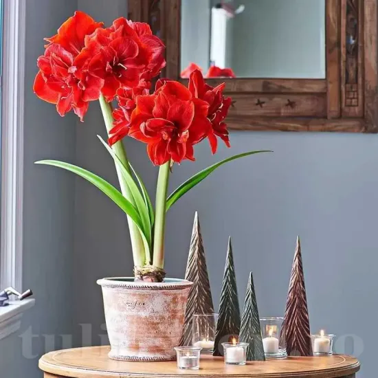 floare amaryllis amarantia rosu inchis