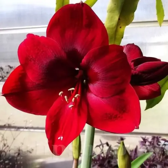 floare amaryllis benfica rosu bordeaux