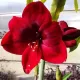 floare amaryllis benfica rosu bordeaux