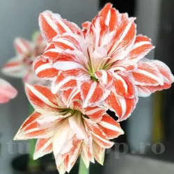 Bulbi Amaryllis Dancing Queen (Hipperastrum) - Toamna
