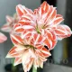 floare amaryllis dancing queen batuta exterior