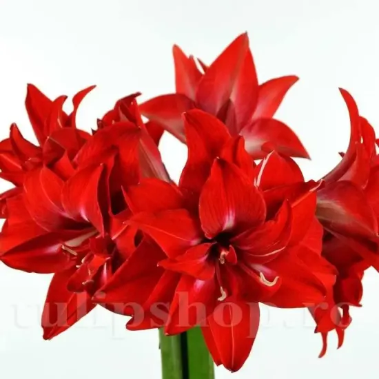 Bulbi Amaryllis Double Delicious (Hipperastrum) - Toamna floare amaryllis double delicious rosu batut