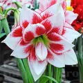 Bulbi Amaryllis Elvas (Hipperastrum) - Toamna