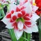 Bulbi Amaryllis Elvas (Hipperastrum) - Toamna