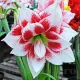 floare amaryllis elvas alb roz batut