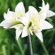 floare amaryllis jewel alb parfumat