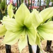 floare amaryllis limona galben verzui 110x110