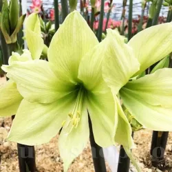 Bulbi Amaryllis Limona (Hipperastrum) - Toamna