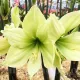 floare amaryllis limona galben verzui
