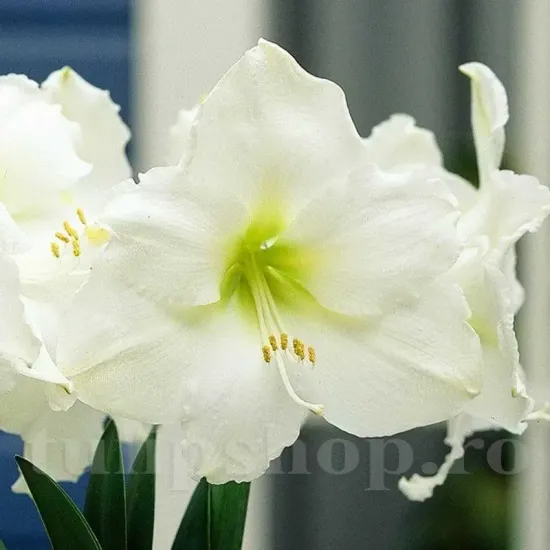 floare amaryllis mont blanc alb pur