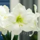 floare amaryllis mont blanc alb pur